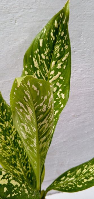 Диффенбахия Вайт Этна (White Etna). Экзотические цветы для дома и офис