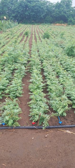 Vand puieti de salcam pepiniera proprie 2025