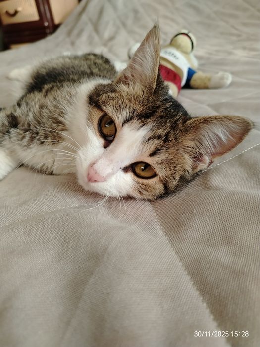 Котик Мурзик ок. 5 мес. В любящую, ответственную семью.