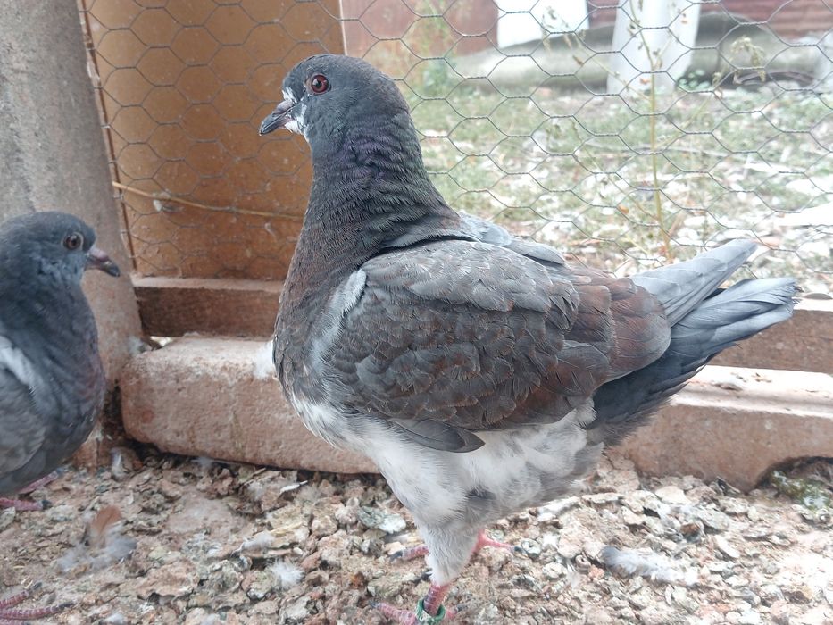 Vând porumbei kingi