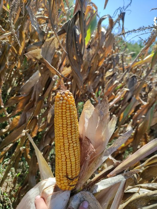 Porumb 2025 dekalb