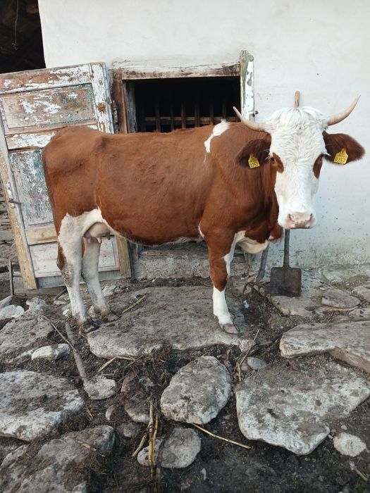 Se vinde  vaca cu vițel