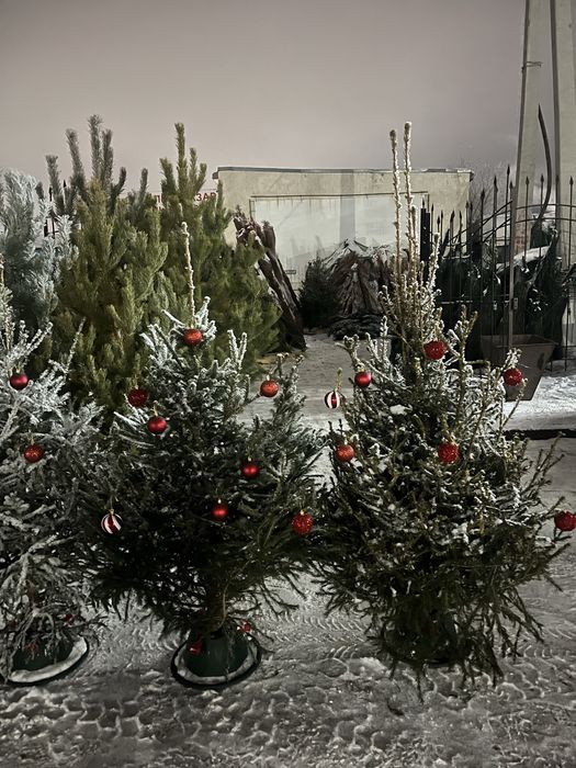 Елки новогодние живые