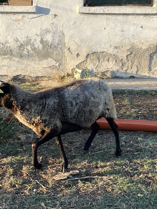 Oi rasa romanov pura