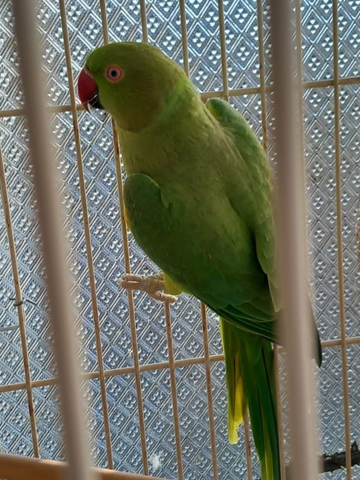 Vand papagali micul alexandru