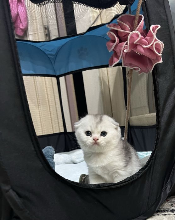 Вязка! Шиншилла Серебро , Фолд!