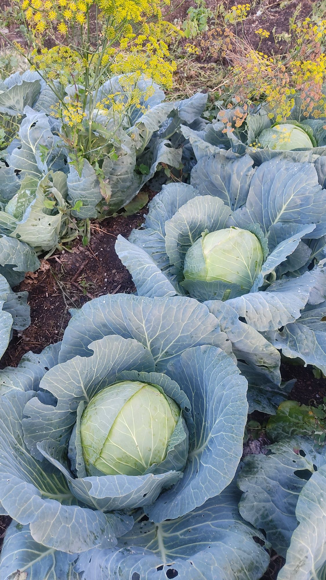 Продам домашнюю капусту Мегатон