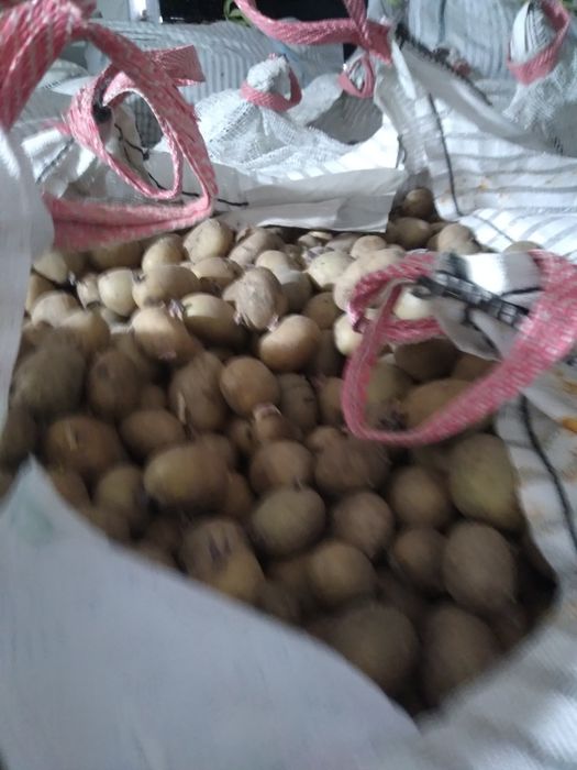 Cartofi samanta Carrera Arizona 0.50