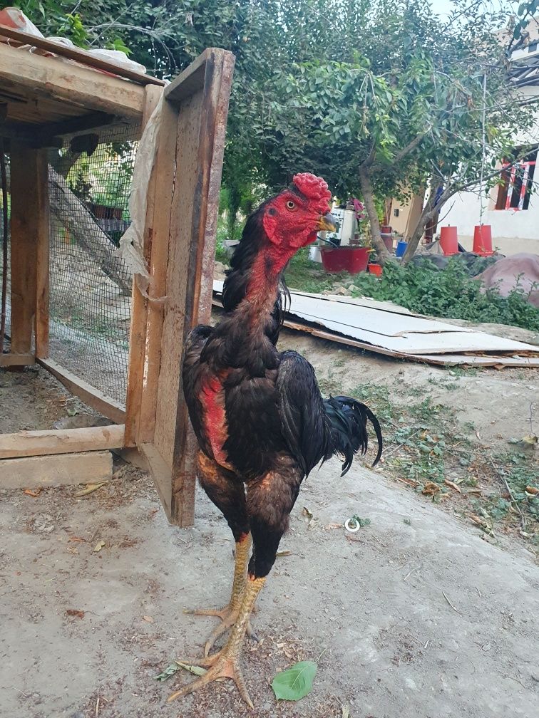 Dakang xo'roz 10 yarim oylik