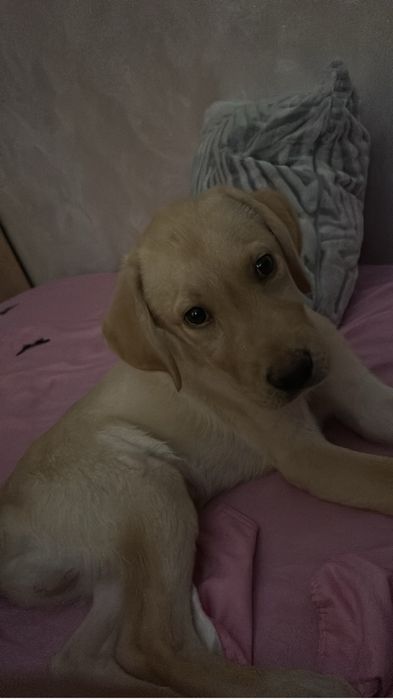 Labrador retriver