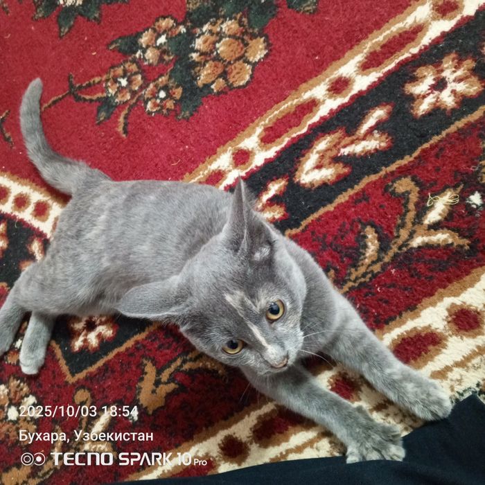 Дамашняя кошка прирученная маленкая