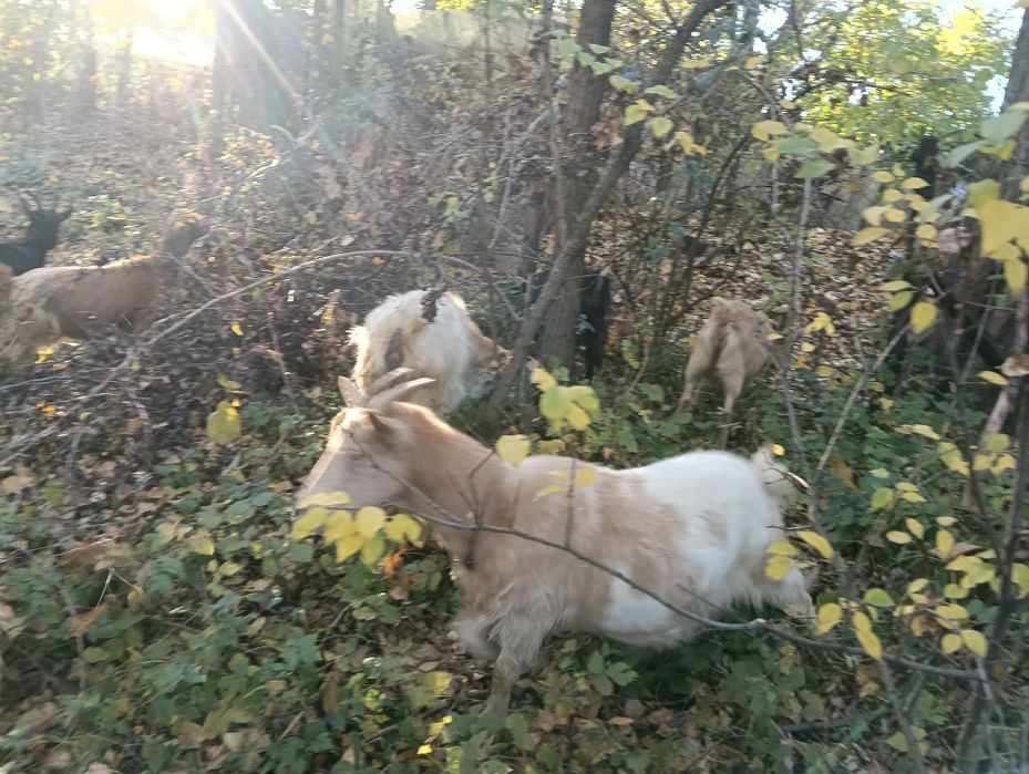 De vânzare capre românești