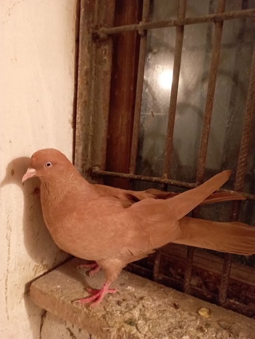 Продам голубей за 3000