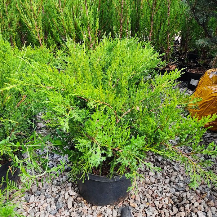 Можжевельник кустовой 40-60 см. Mint julep, Chinese Stricta, Blue carp