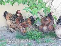 OFERTĂ de 25 ouă găini brahma pentru incubat din 3 varietăți