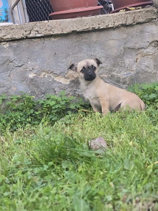 Чихуахуа момченце