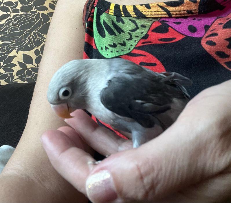 Agapornis fisher pui