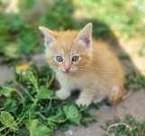 Котята в заботливые руки