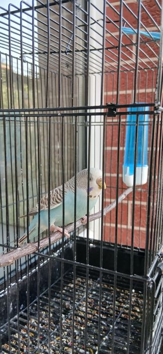 Toʻti 4-5 oylik qizbolasi