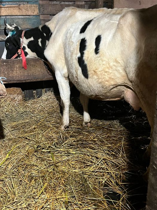 Vând văcuțeeeeeee