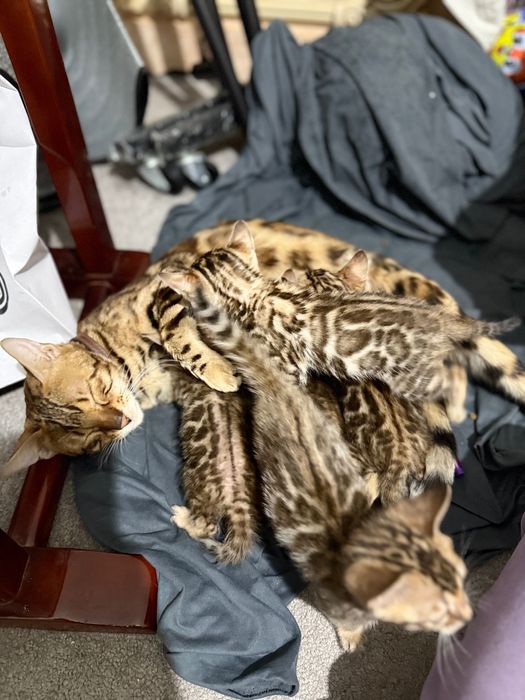 Bengal Ona mushuk va bolalari oʻgʻil qiz bor, bolalari 1,5 oylik