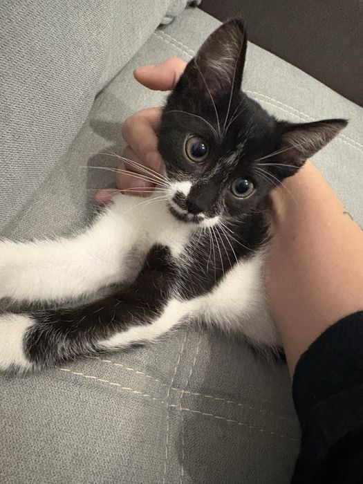 Ofer pui de pisica spre adoptie URGENT