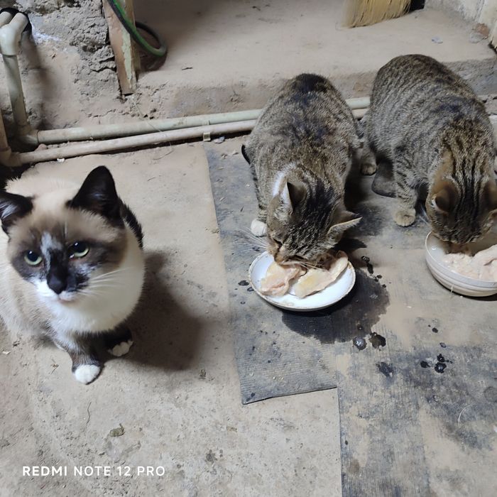 Крысоловки бесплатно