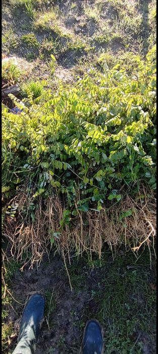 Puieti forestieri salcâm frasin carpen fag mesteacăn tei brad Ulm