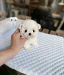 Bichon Maltez Mini