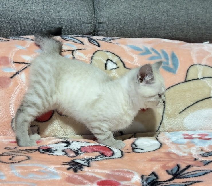 Британска късокосместа момче