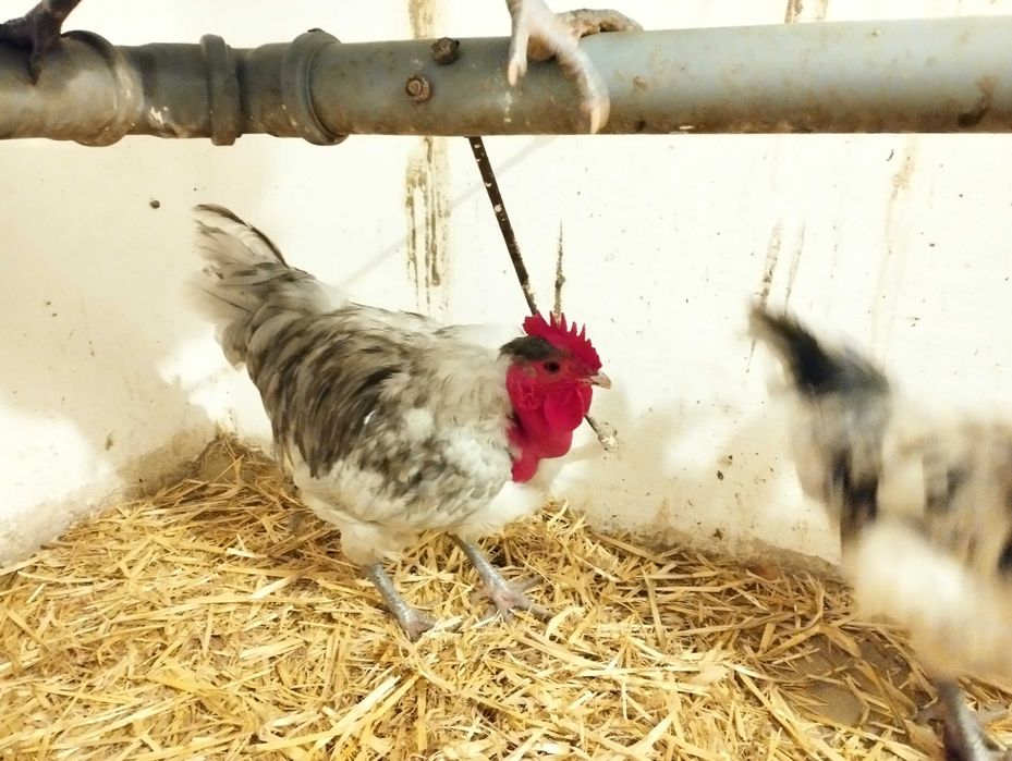 Cocoși de Gât Golaș de Transilvania si Leghorn