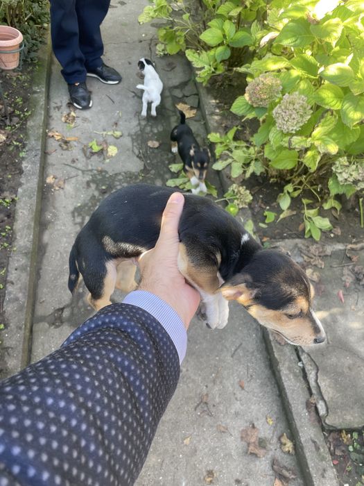 Джак Ръсел подарявам