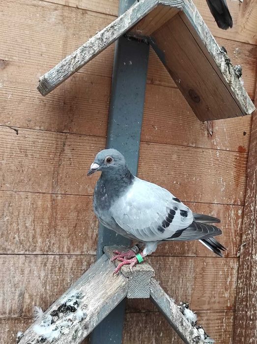 Vand  porumbei voiajori sport