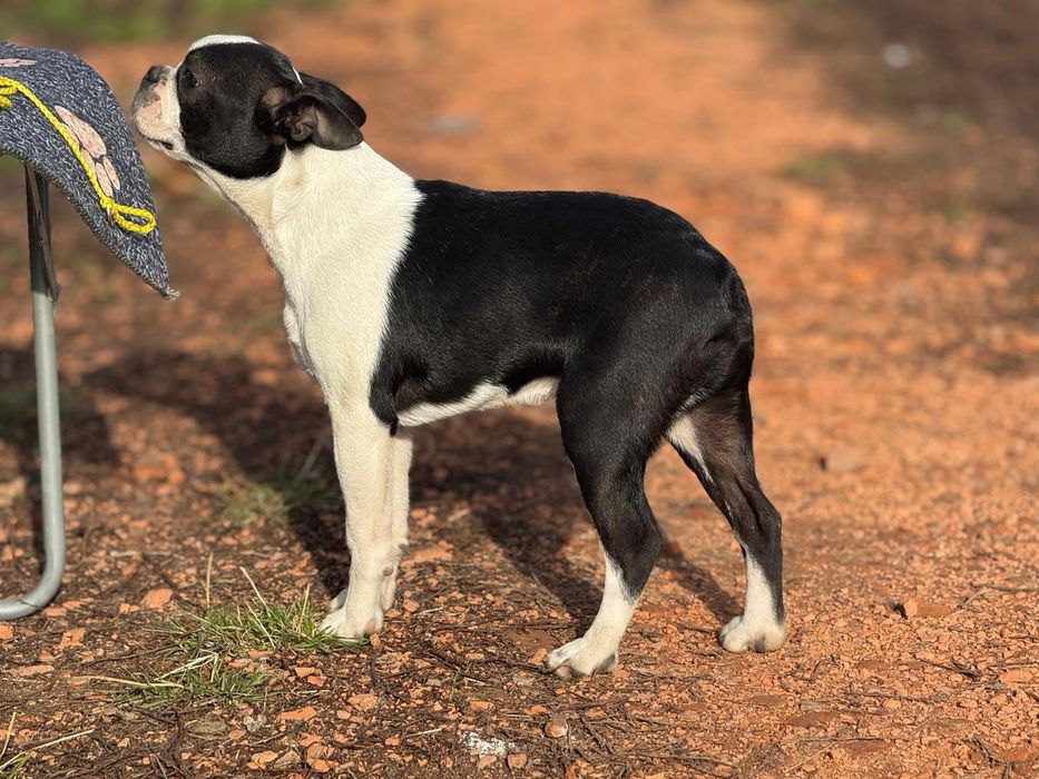 Boston terrier puiut