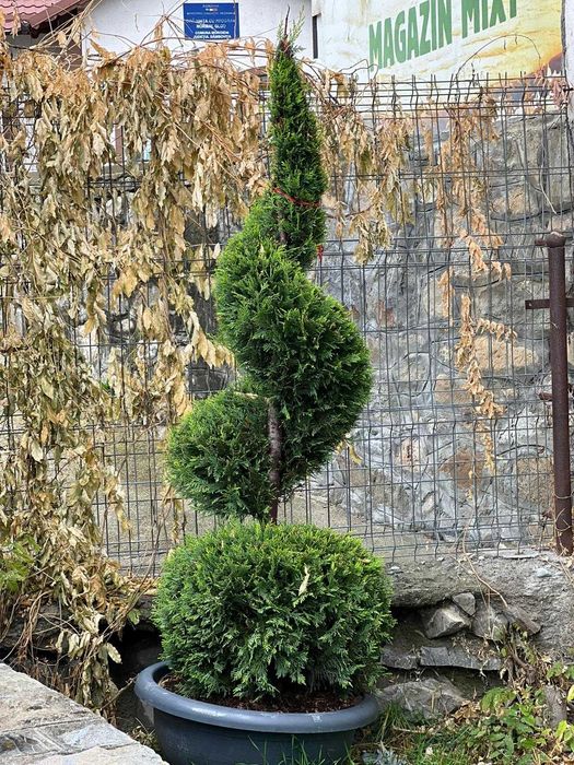 Tuia Glob, Etajata Spiral, Bonsai , Maslin, Spiral Lamaita, Cycas