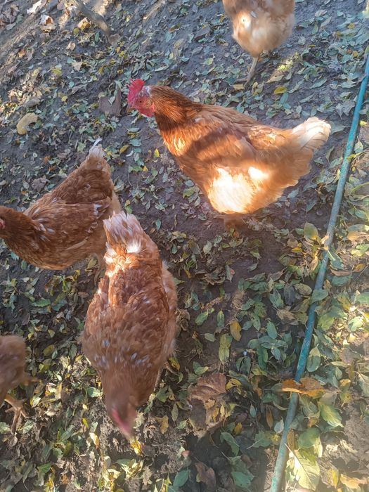 КОКОШКИ Ламон Браун