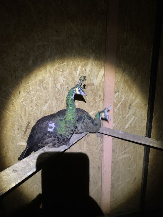 Păuniță șpading matură