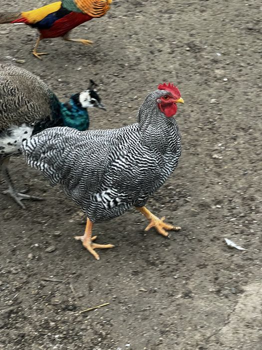 Plymouth Rock cocos