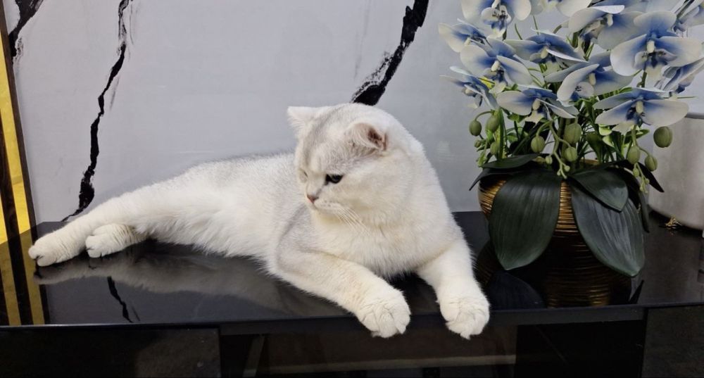 «СОТИЛМИДИ» Принц в серебристом шубке ждёт кошек на свиданю