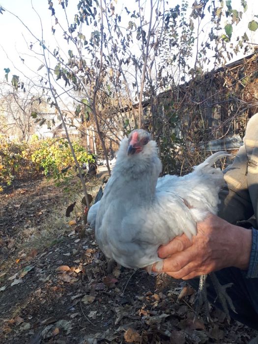 Амераука. Куры несущие голубые яйца.