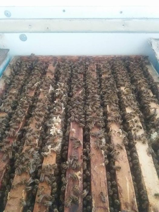 Miere naturală românească – direct de la sursă!