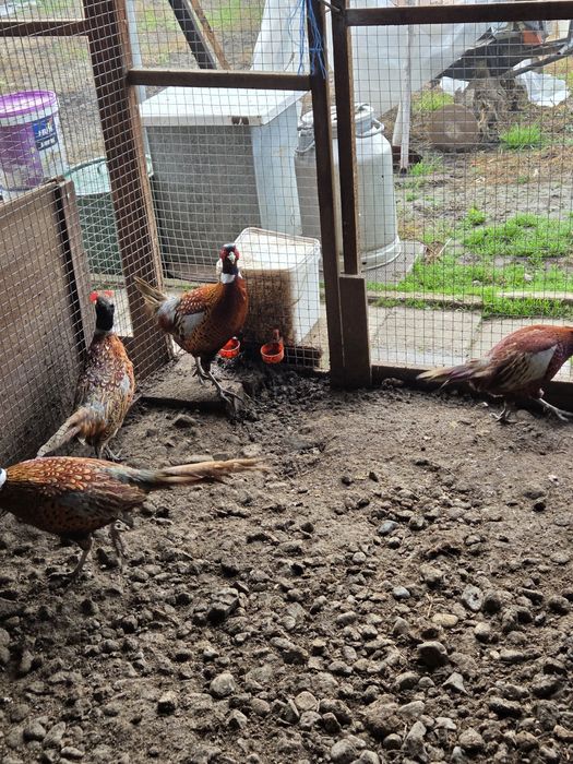 Продавам мъжки фазани