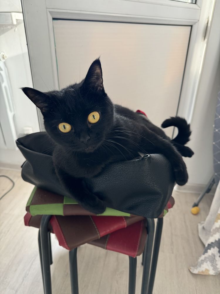 Ласковая кошка ищет любящего хозяина