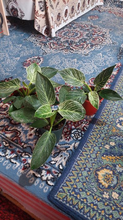 Диркин гули 3 та