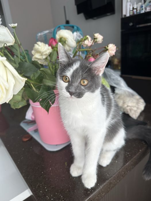 Отдам кошку в добрые руки