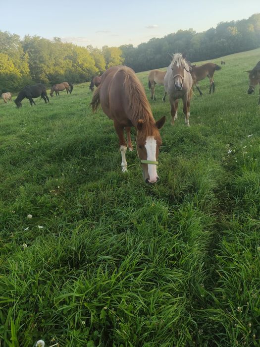 Mânza, mânz de vârste diferite