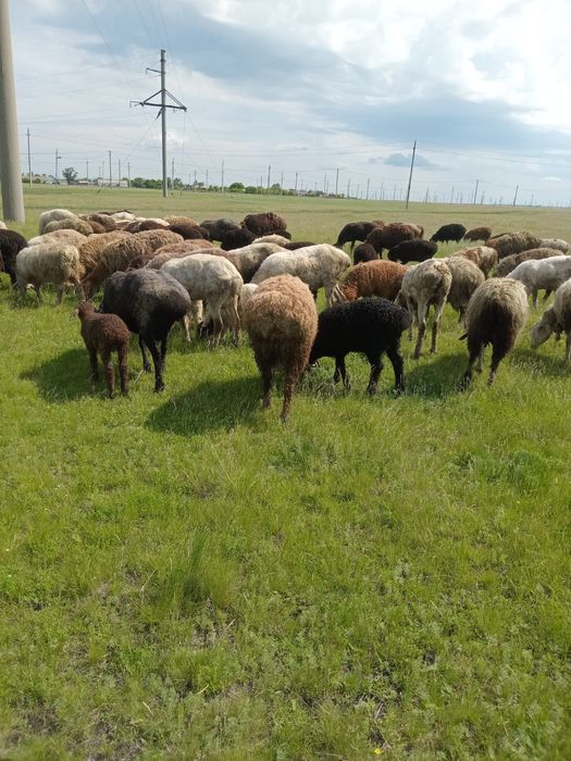 Продам баранов жирный