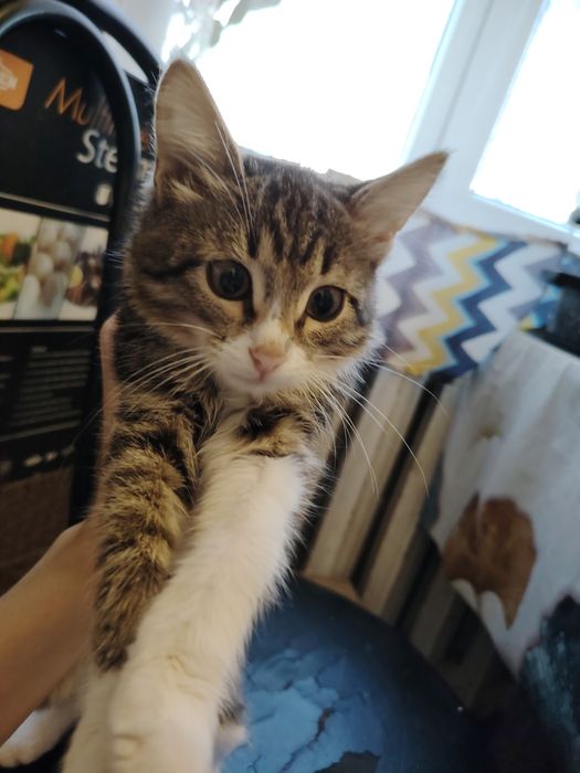 Котенок девочка 2 мес