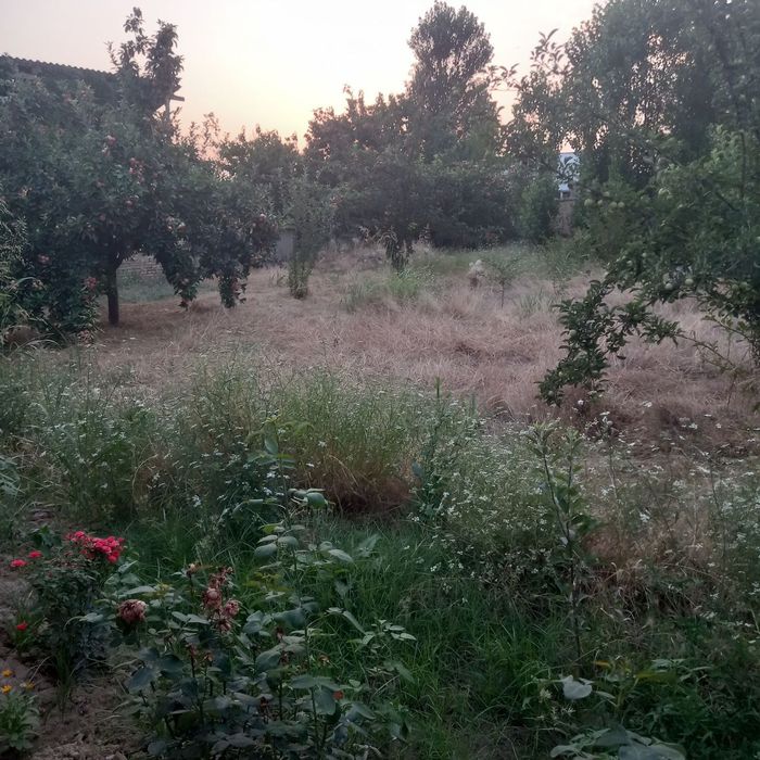 Toshkent tumani Ko'k Terak da Yer sotiladi