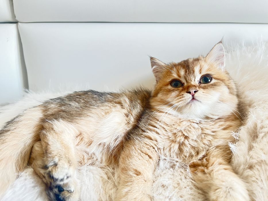 Британец шиншилла NY25